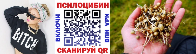 купить наркотик Николаевск Псилоцибиновые грибы Psilocybe